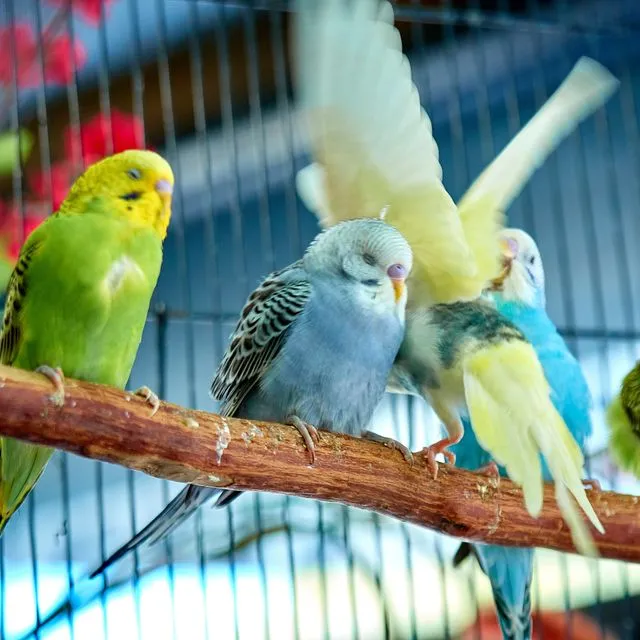 thumbnail for publication: Knemidokiptic Mange in Pet Birds: Scaly Face and Scaly Leg Disease